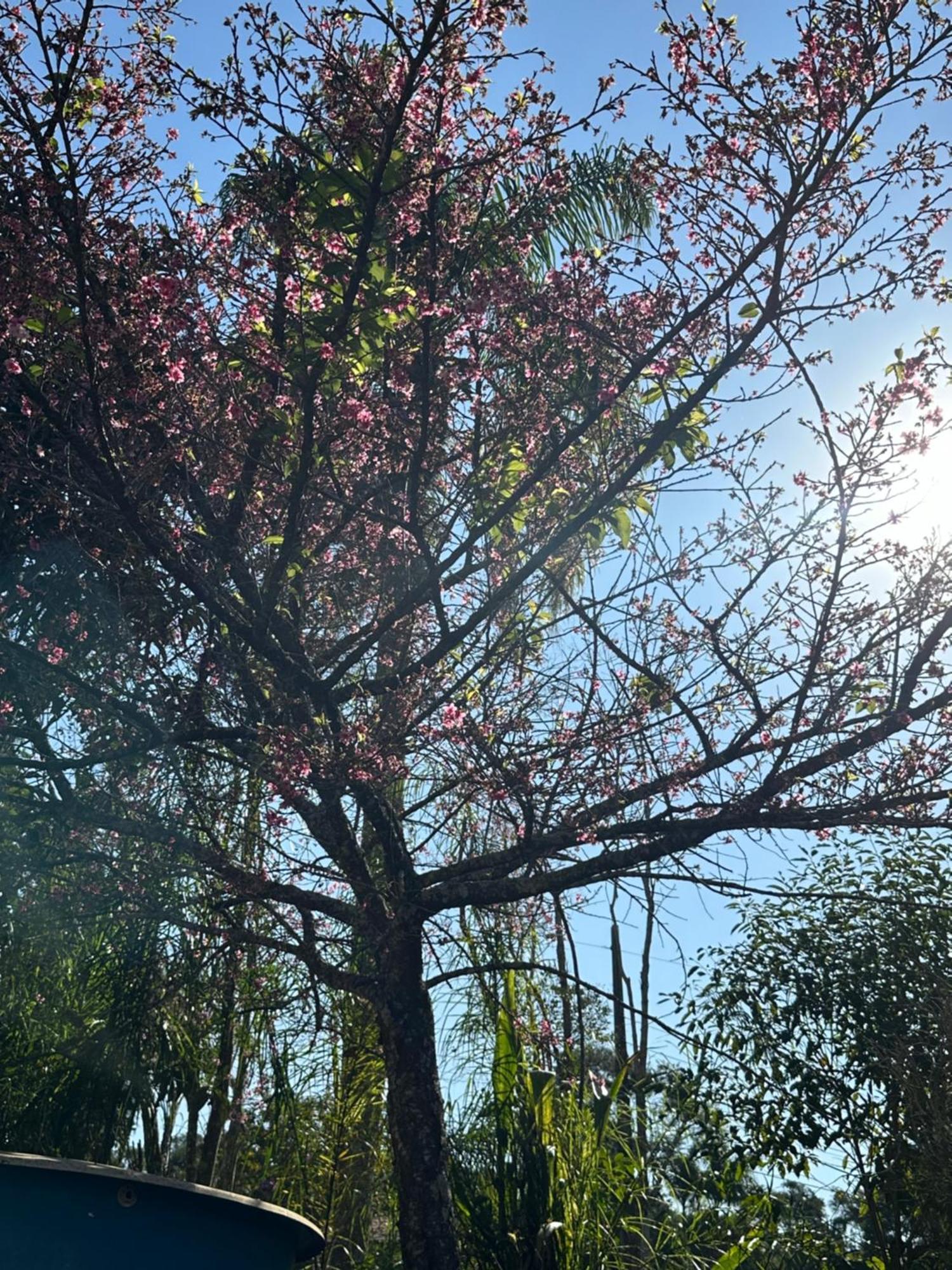 Morada Dos Beija-Flores Ibiúna Екстериор снимка
